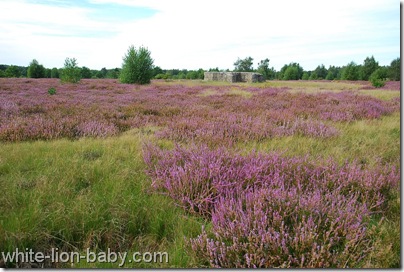 Heidefelder in der Döberitzer Heide