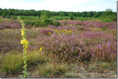 Blühende Heide in der Döberitzer Heide