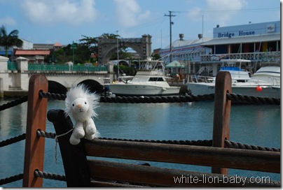 Löwenbaby im Hafen von Bridgetown