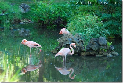 Flamingos im Garten