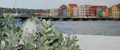 On Curaçao
