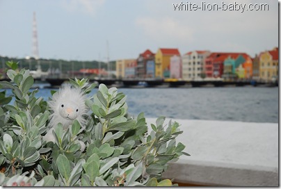 Löwenbaby vor der bekannten bunten Häuserzeile in Willemstad