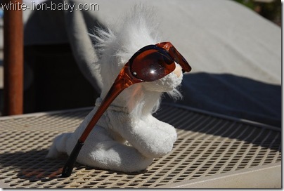 Löwenbaby mit Sonnenbrille