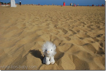 Kleines, weißes Löwenbaby auf großem, großem Strand