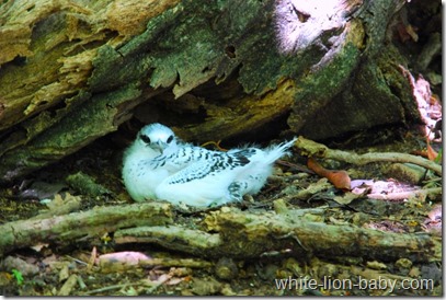 Auch dieser Bodenbrüter - der Weißschwanz-Tropikvogel - kennt keinen Fluchtreflex