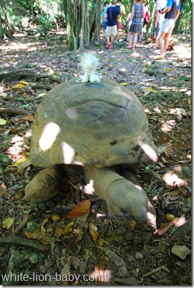 Ritt auf der Riesen-Landschildkröte!