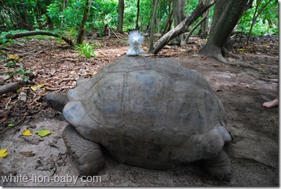 Noch ein Schildkrötenritt!