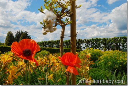 Blüten im Sonnenzimmer